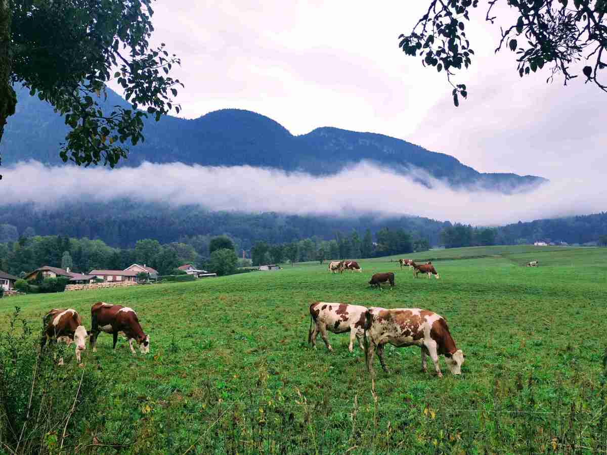 En 2026, ralentir le massacre animal&nbsp;?